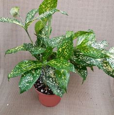 a potted plant with green leaves and white spots on it's surface, in front of a beige wall