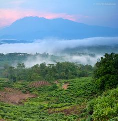 a lush green hillside covered in fog and low lying clouds with mountains in the distance