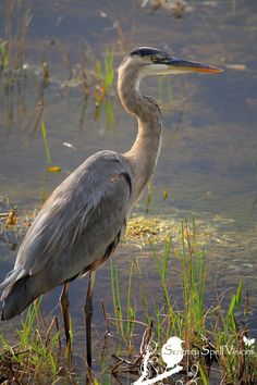 a bird is standing in the water by some grass