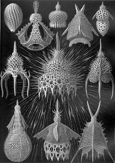 an old black and white photo with many different types of sea urchins on it