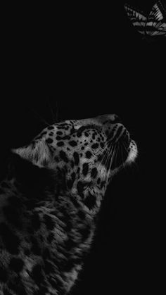 a black and white photo of a cheetah in the dark with its eyes closed