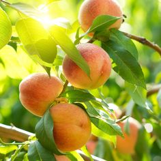 peaches growing on a tree in the sunlight