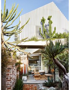 an outdoor patio with cactus and succulents