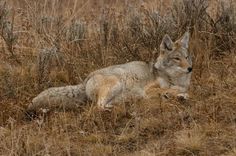 a wolf laying down in the middle of a field