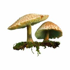 two mushrooms sitting on top of green moss covered ground next to each other in front of a white background