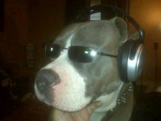 a dog with sunglasses and headphones on