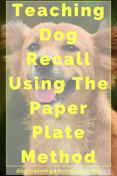 a close up of a dog with the words teaching dog recall using the paper plate method