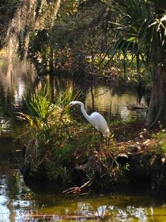 a white bird standing on top of a lush green field next to a river surrounded by trees