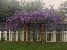 a white picket fence with purple flowers growing on it and a pergolated arbor in the foreground