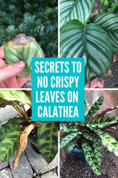 there is a collage of pictures with plants and words that say secrets to no crispy leaves on calathea