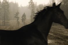 a horse is running in the foggy woods