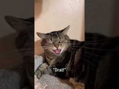 a cat yawns while laying on top of a scratching post with the caption drati