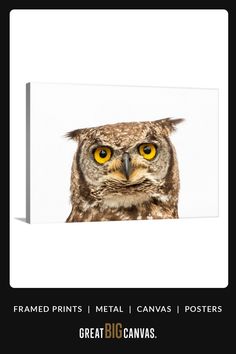 an owl with yellow eyes is shown on a black and white background