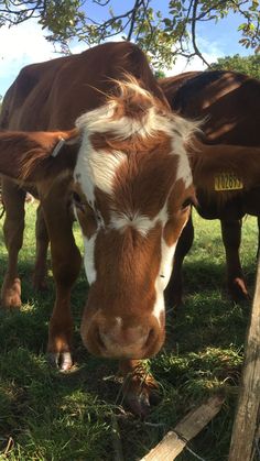 a brown and white cow standing on top of a lush green field