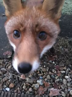 a close up of a dog's face with rocks and gravel in the foreground