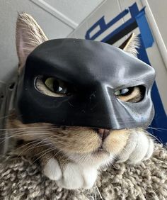 a cat with a batman mask on top of it's head, looking at the camera