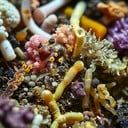 many different types of worms and seaweed are grouped together in this close up photo