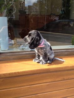 a black and white dog sitting on the window sill next to a glass door