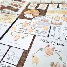 the chicken life cycle worksheet is laid out on a table with other activities