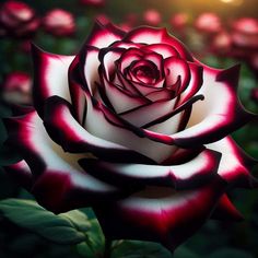 a red and white rose is in the middle of some green leaves with light shining on it