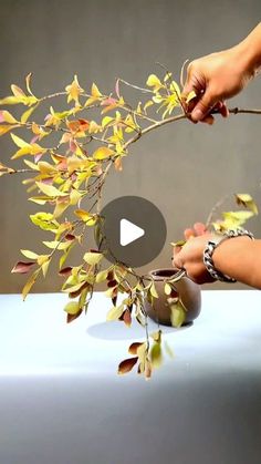 a person is arranging leaves on a table