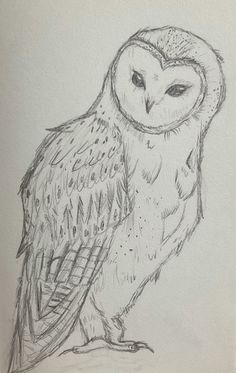 a drawing of an owl sitting on top of a table