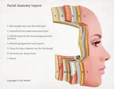 the facial anatomy layers are labeled