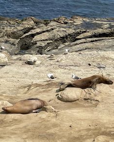 two sea lions laying on the beach next to some rocks and water with birds around them