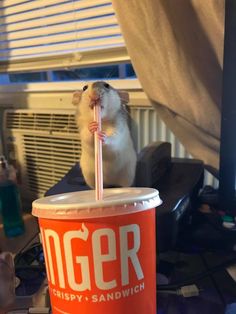 a hamster sitting on top of a cup with a straw in it's mouth