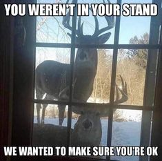 two deer looking through a window with the words you weren in your stand we wanted to make sure you're ok