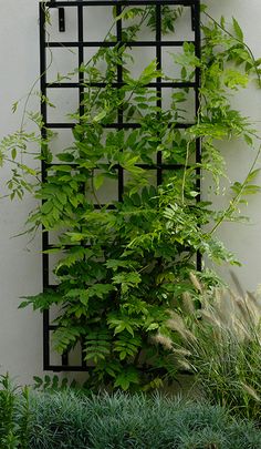 a tall green plant sitting next to a white wall