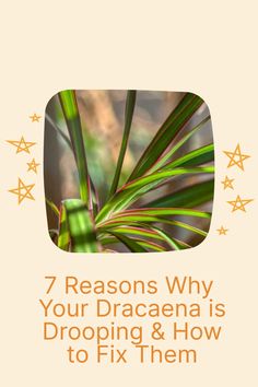 the text 7 reasons why your dracaena is dropping and how to fix them