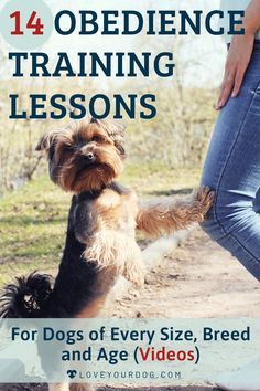 Dog Training Guide, Best Dog Training Tips, Dog Obedience Training At Home, How To Train My Dog, Dog Training Plan, Dog Trick Training, Dog Training Tips Obedience, How To Train Your Dog, Cavapoo Training