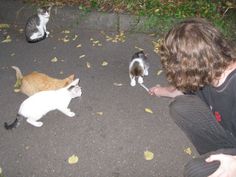 a woman sitting on the ground with three cats