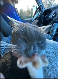 a cat sitting in the passenger seat of a car with its mouth open and tongue out