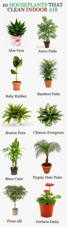 the houseplants that clean indoor air are shown in this poster, which shows different types