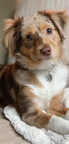 a brown and white dog laying on top of a bed