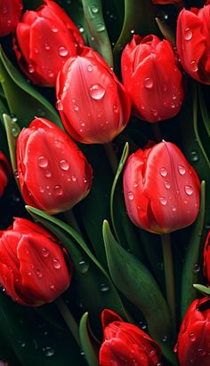 red tulips with drops of water on them