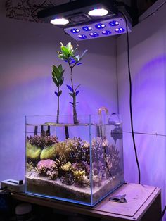 an aquarium filled with plants and rocks in front of a purple light on the wall