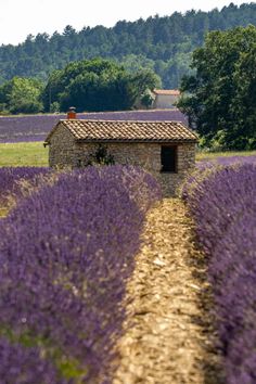 an old stone house surrounded by lavender fields