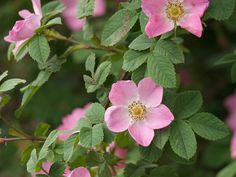 pink flowers with green leaves in the foreground and on the far side, there is no image here to provide a caption for