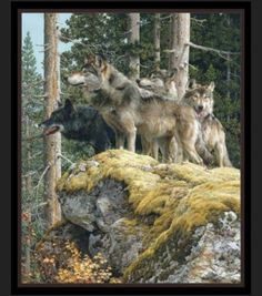 three wolfs standing on top of a rocky outcropping in the woods