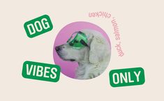 a white dog wearing a green goggles with the words vbes only on it