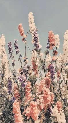 some pink and purple flowers are in the grass