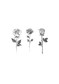 three roses are shown in black and white, with one single flower on the left side