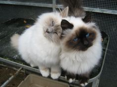 two cats sitting next to each other on top of a metal box in a cage