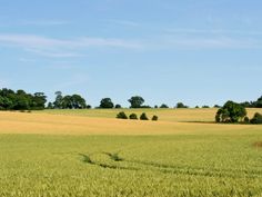 an open field with trees in the distance