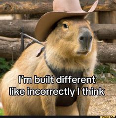 a capybara wearing a cowboy hat with the caption i'm but different like incorrectly i think