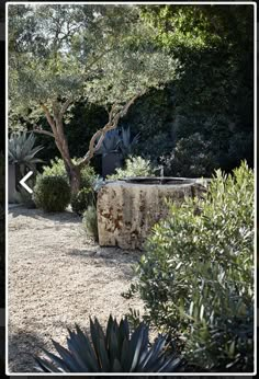 an outdoor garden with trees and plants in the background