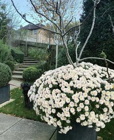 white flowers are growing in a large pot on the sidewalk near some bushes and trees